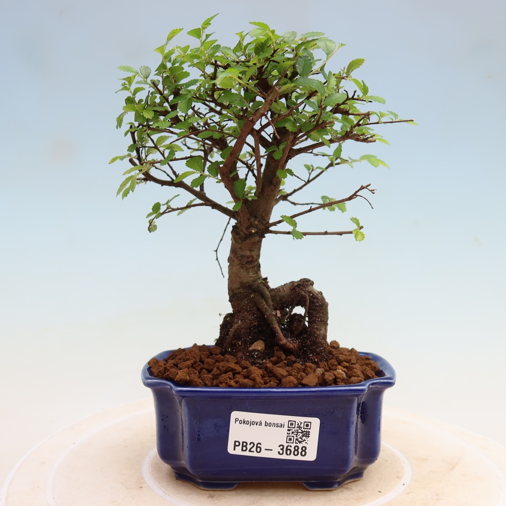 Room bonsai - Ulmus parvifolia - Small-leaved elm