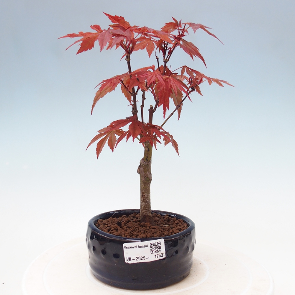 Outdoor bonsai - Acer palm. Atropurpureum-Palmleaf Maple