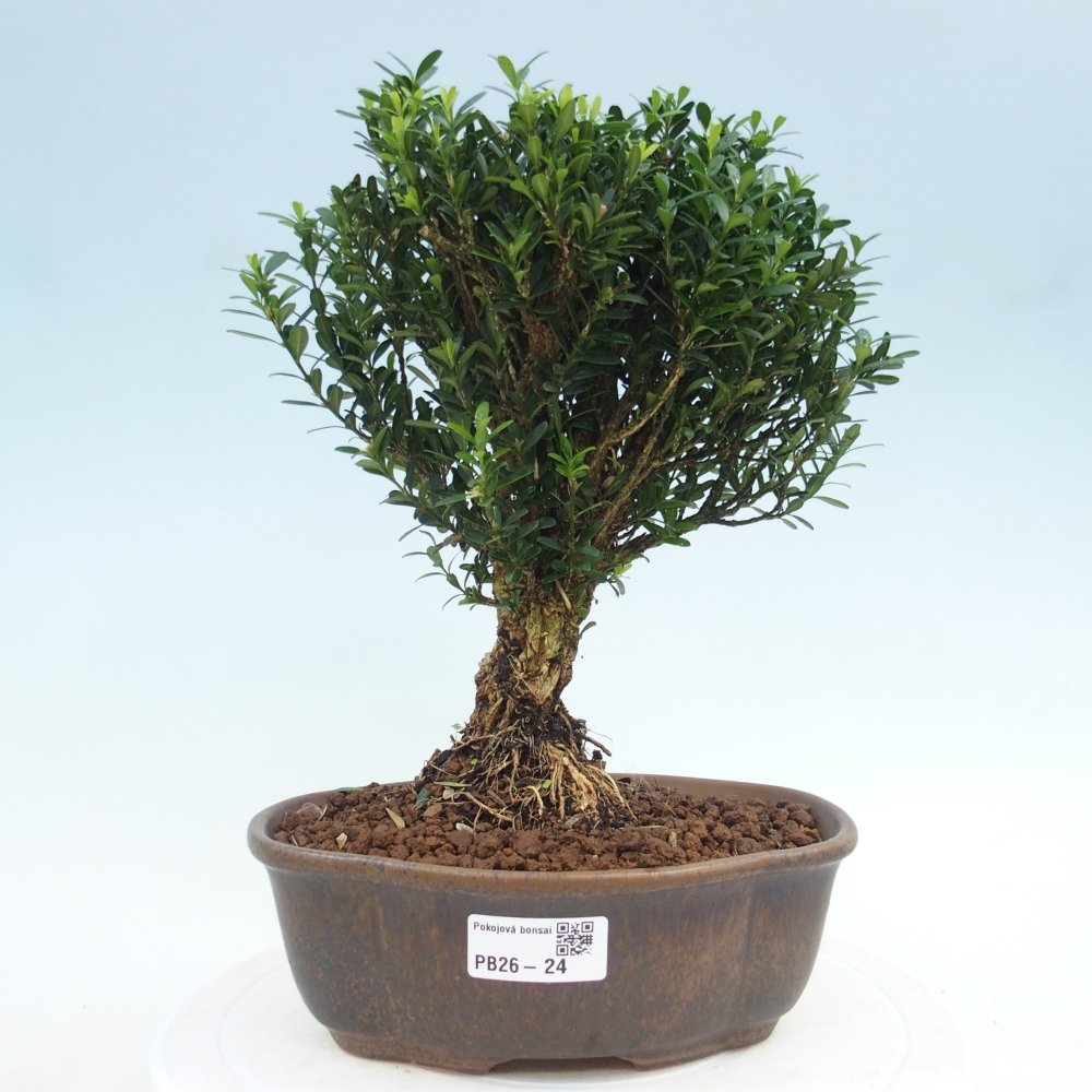 Room bonsai - Buxus harlandii - cork buxus