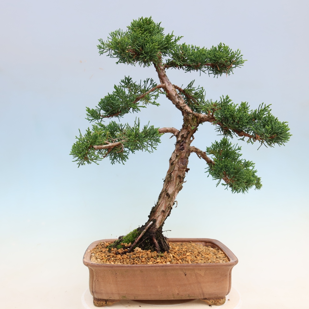 Outdoor bonsai - Juniperus chinensis Kishu