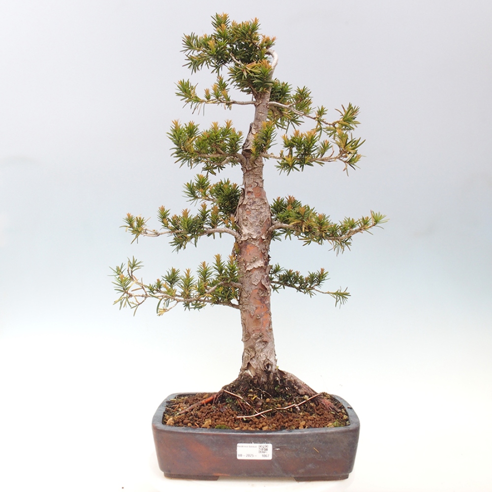 Outdoor bonsai - Taxus cuspidata - Japanese yew