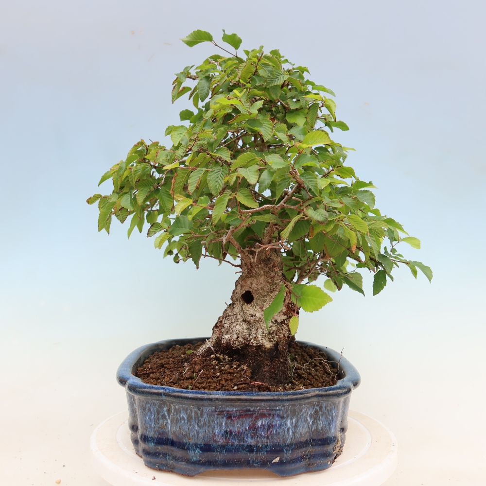 Outdoor bonsai -Carpinus coreana - Korean Hornbeam
