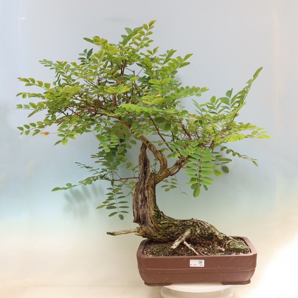Outdoor Bonsai - Black Locust - Robinia pseudoacacia