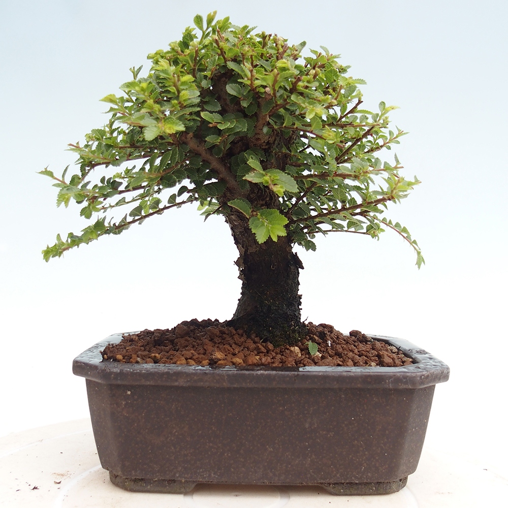 Outdoor bonsai - Ulmus parvifolia Hokkaido - Chinese elm