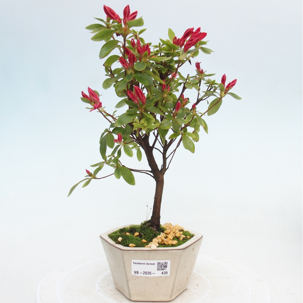 Outdoor bonsai - Japanese azalea - Azalea sp.