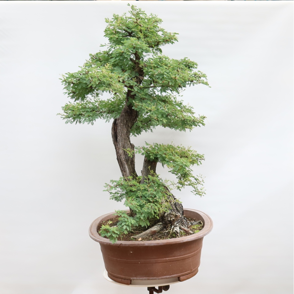 Indoor Bonsai - Acacia Arabica