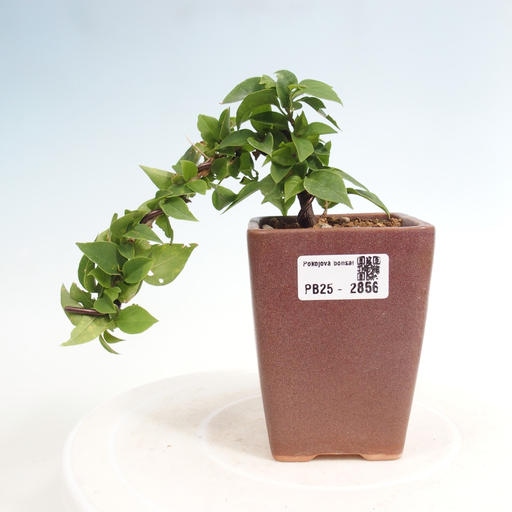 Indoor bonsai - Bouganwilea