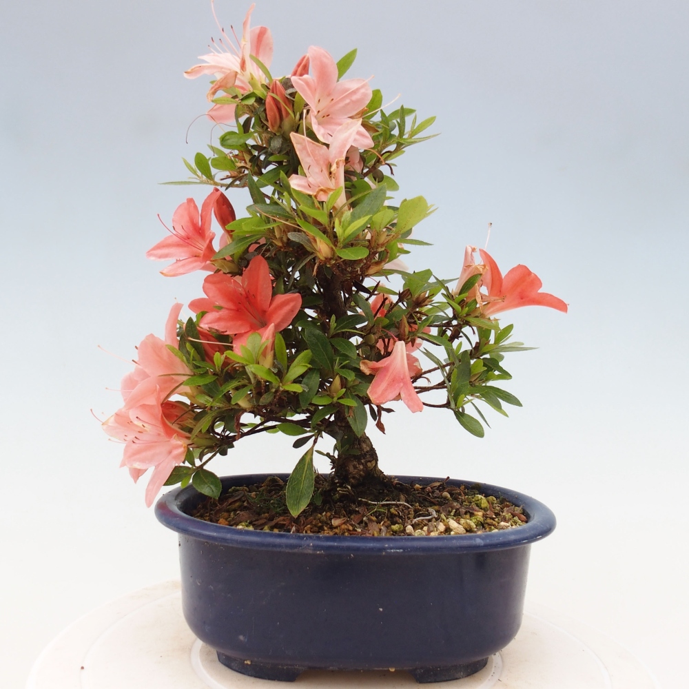 Outdoor bonsai - Japanese azalea - Azalea Nikko