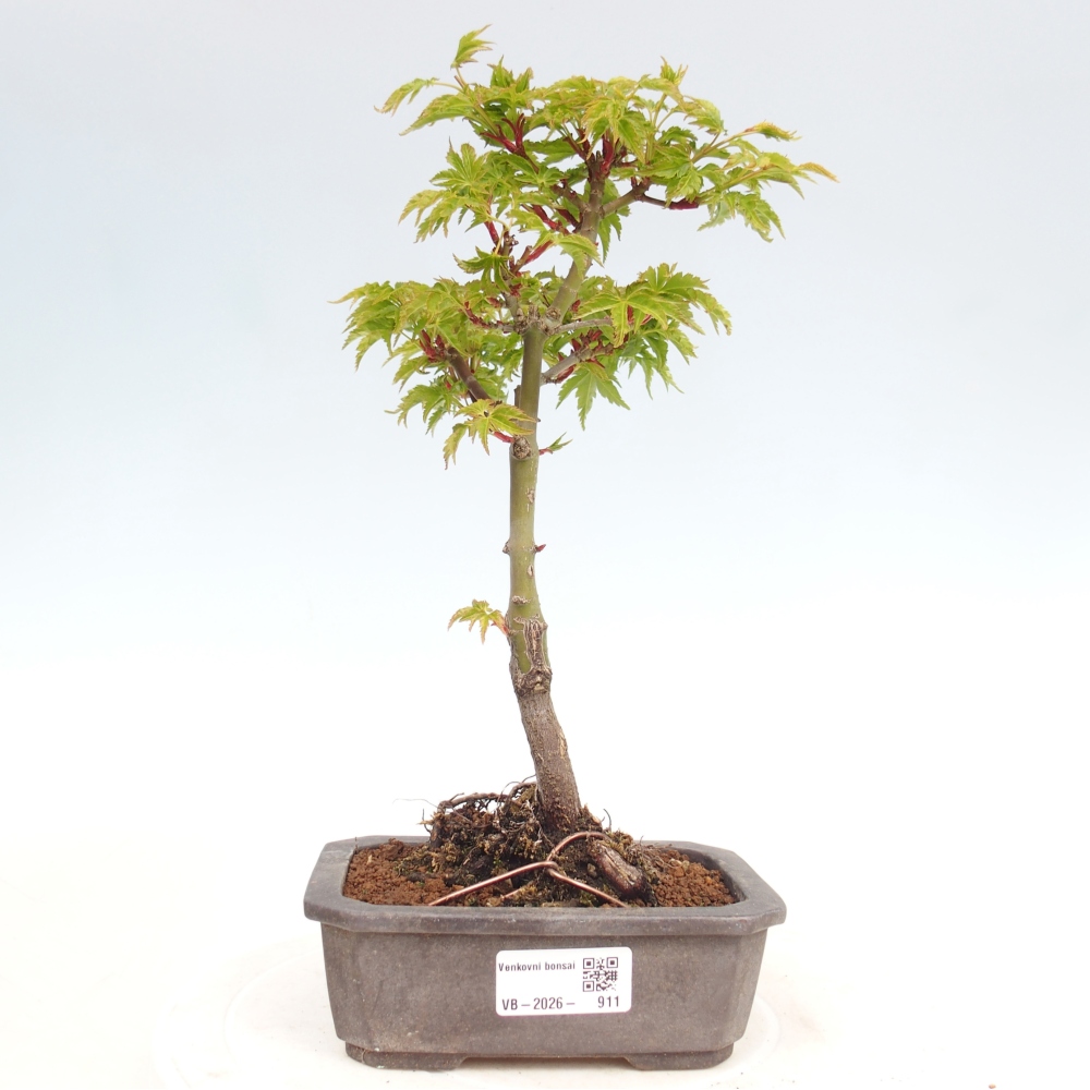 Outdoor bonsai -Javor small-leaved SHISHIGASHIRA