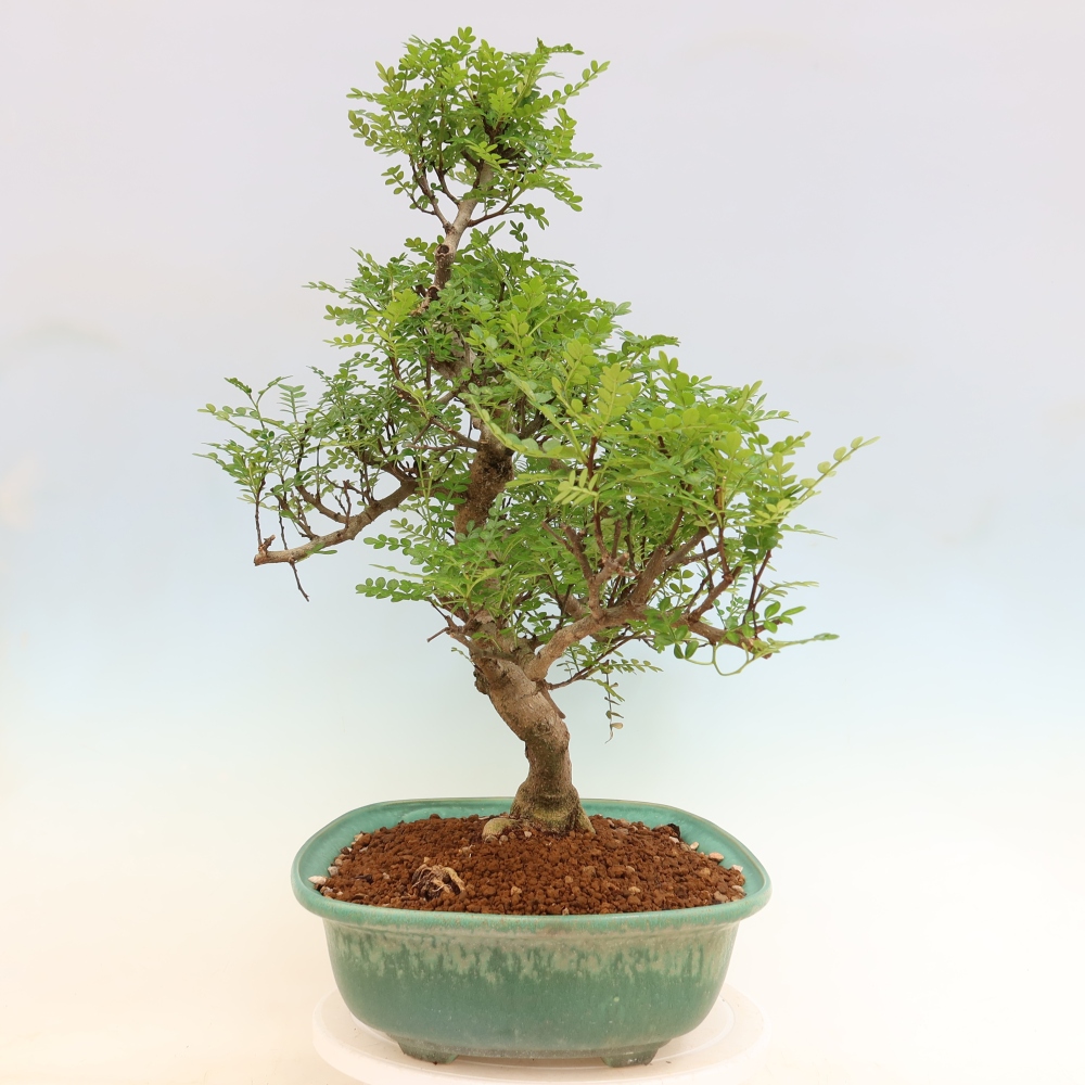 Room bonsai - Zantoxylum piperitum - pepper tree