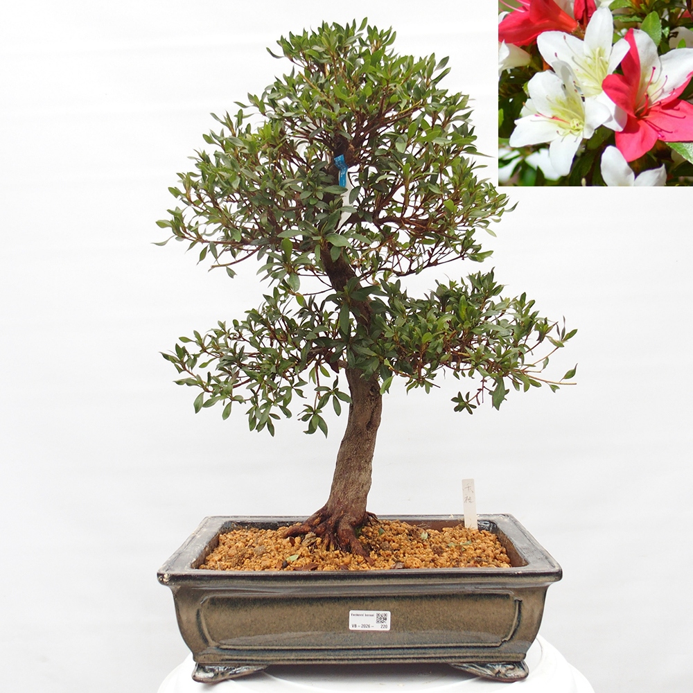 Outdoor bonsai - Japanese azalea - Azalea CHIHIRO