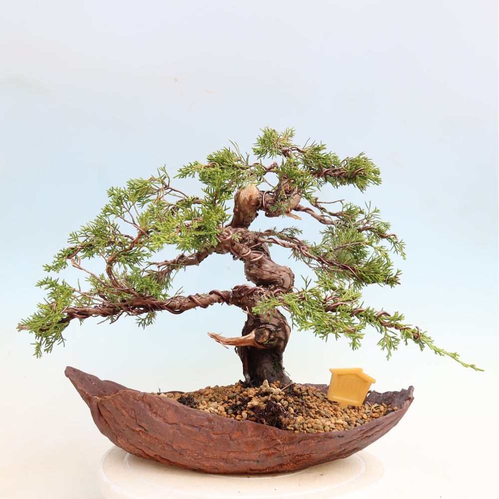 Outdoor Bonsai - Juniperus chinensis Itoigawa - Chinese Juniper