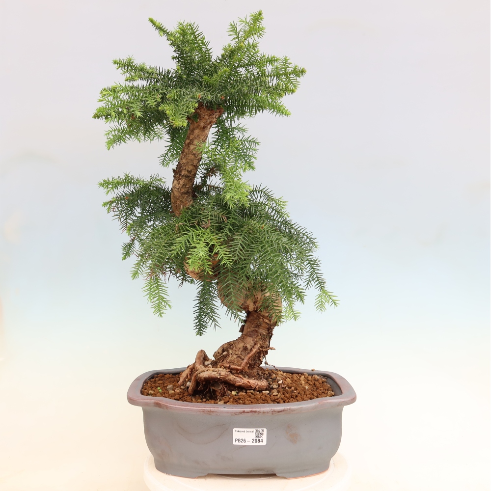 Indoor Bonsai - Araucaria - Indoor Spruce