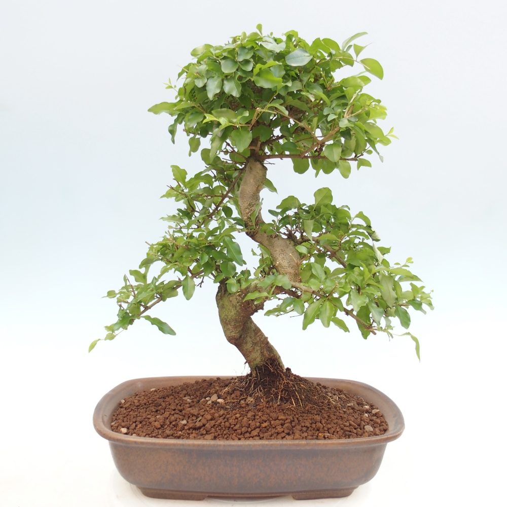 Room bonsai -Ligustrum chinensis - Birds Beak
