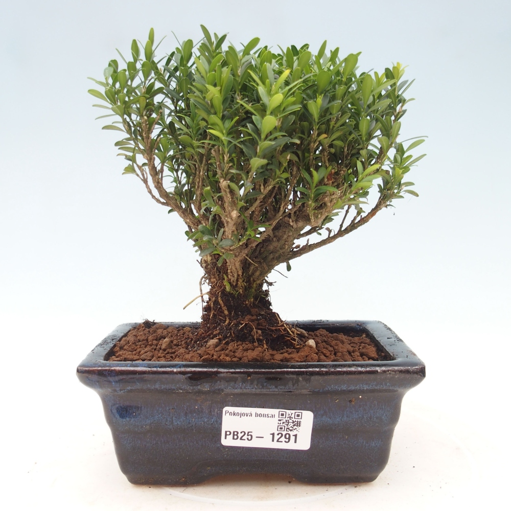 Room bonsai - Buxus harlandii - cork buxus