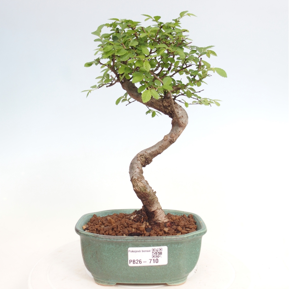 Room bonsai - Ulmus parvifolia - Small-leaved elm