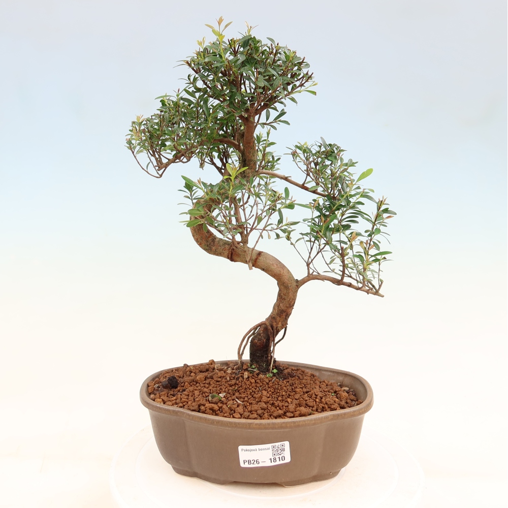Room bonsai - Syzygium - Pimento