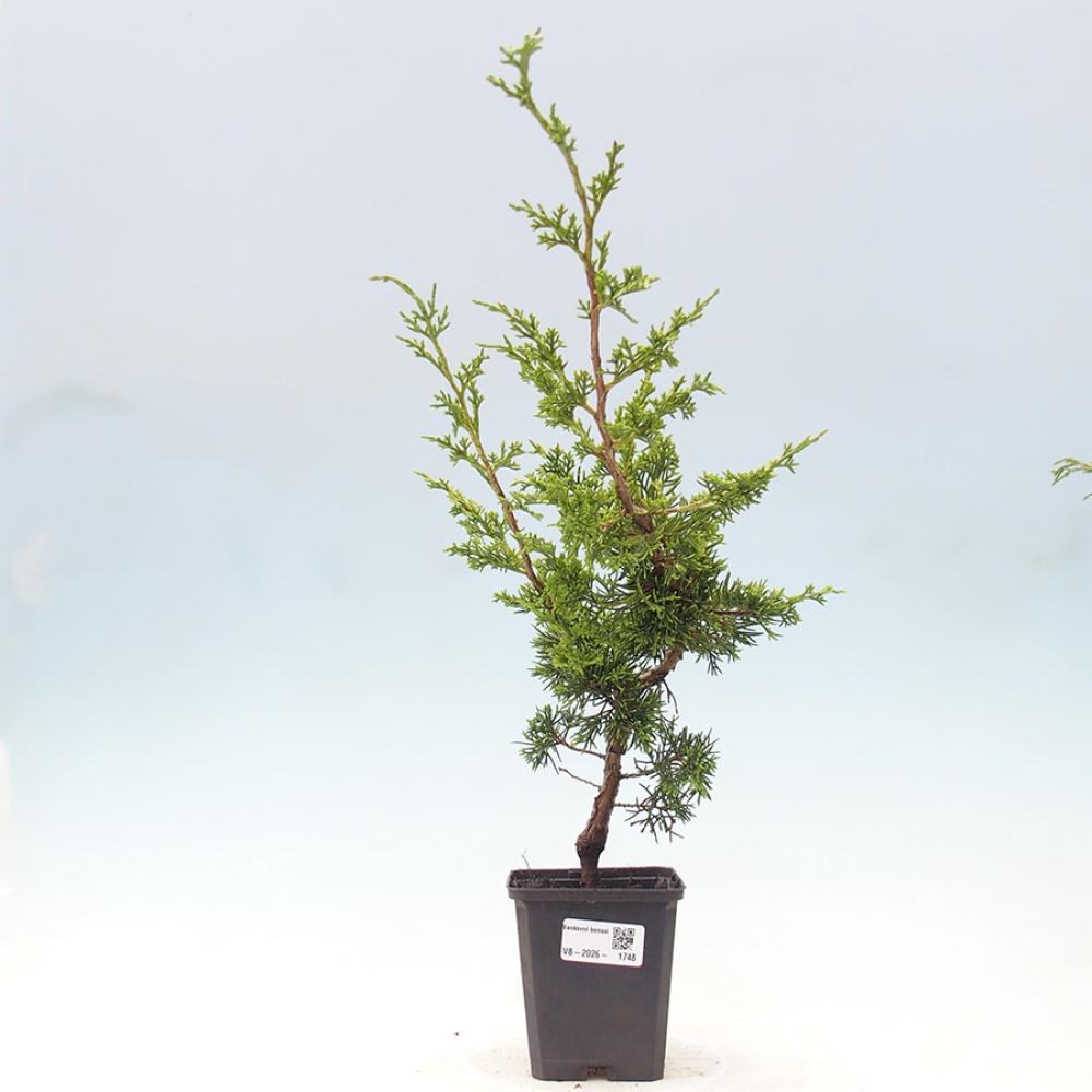 Outdoor bonsai - Juniperus chinensis Itoigawa