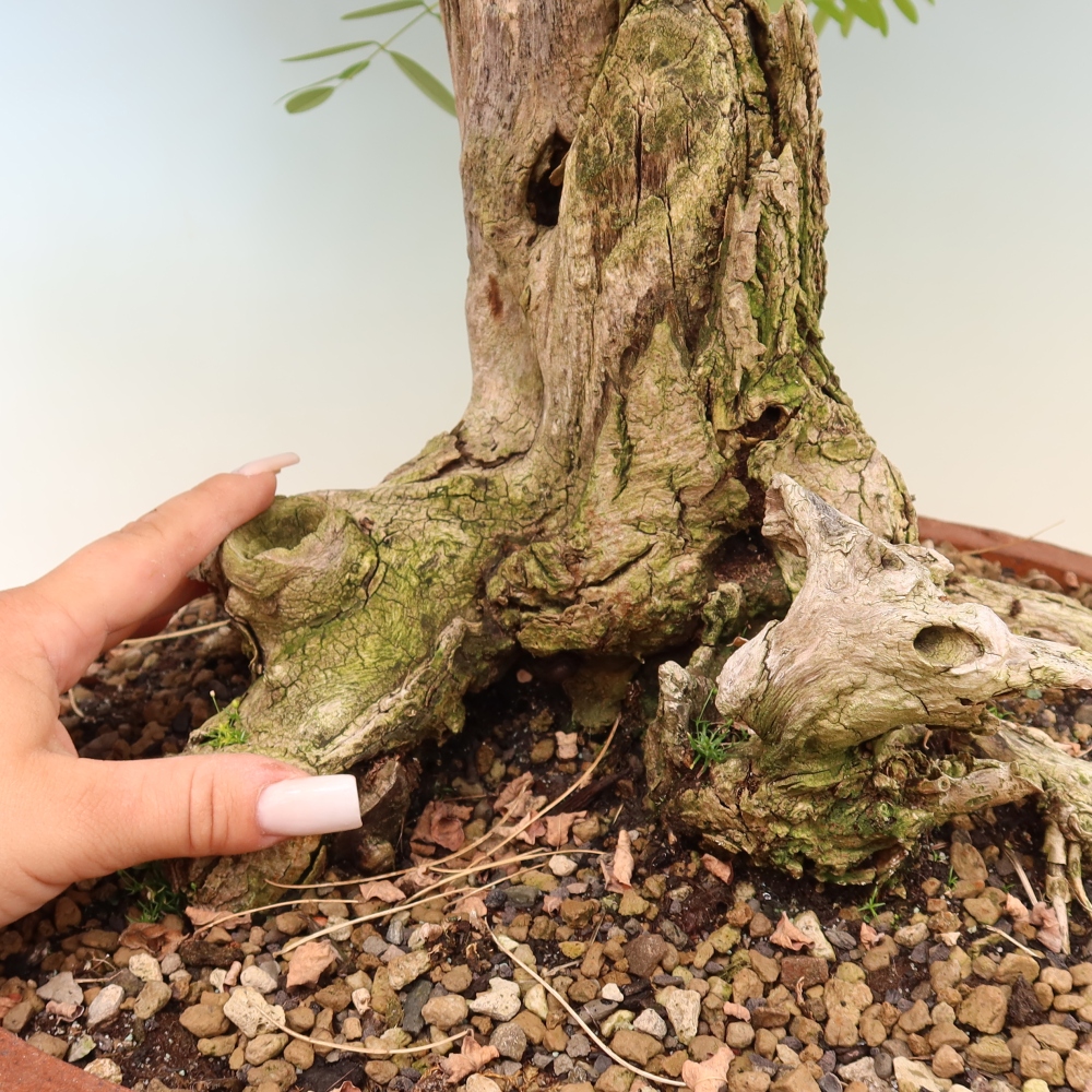 Outdoor Bonsai - Black Locust - Robinia pseudoacacia