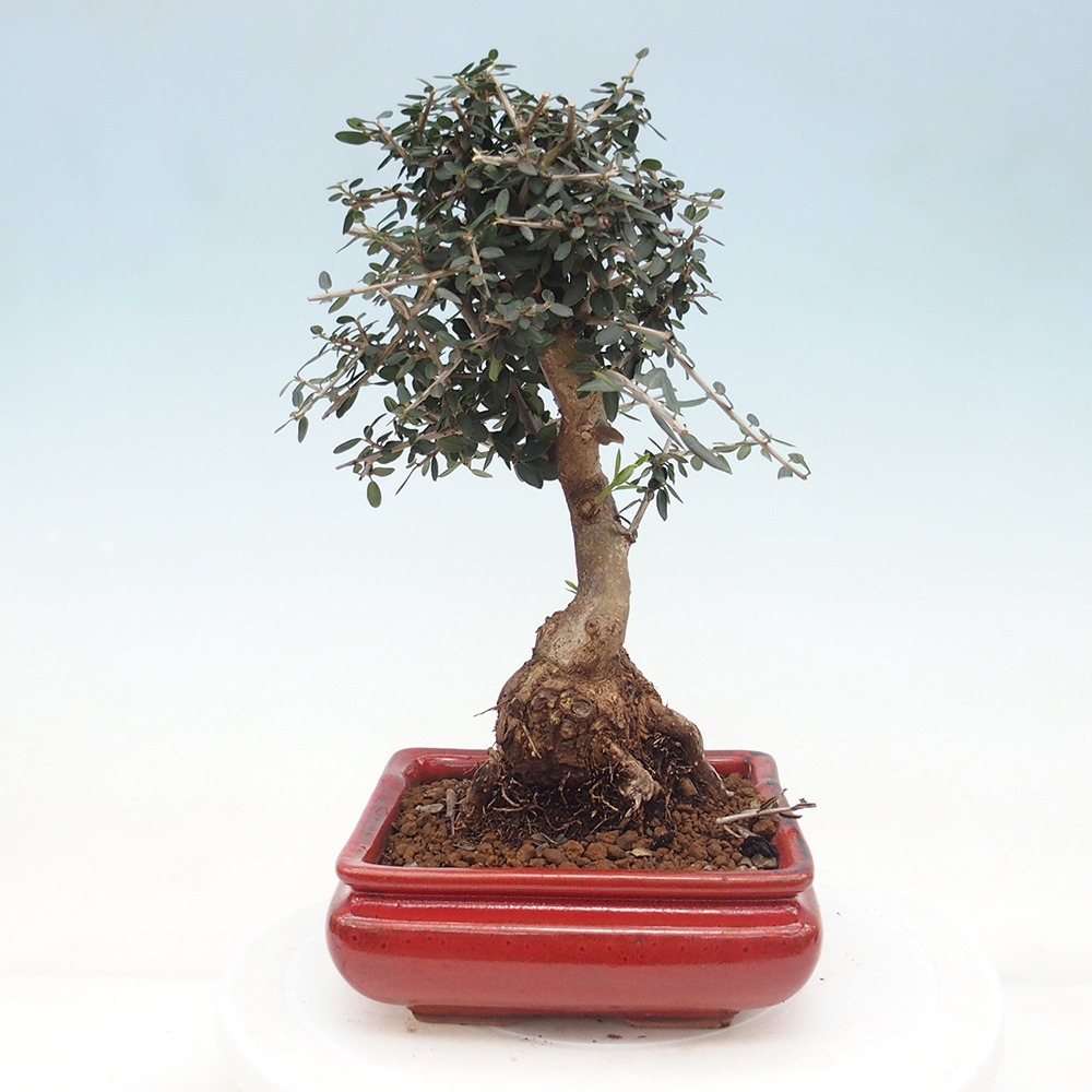 Indoor bonsai - Olea europaea sylvestris