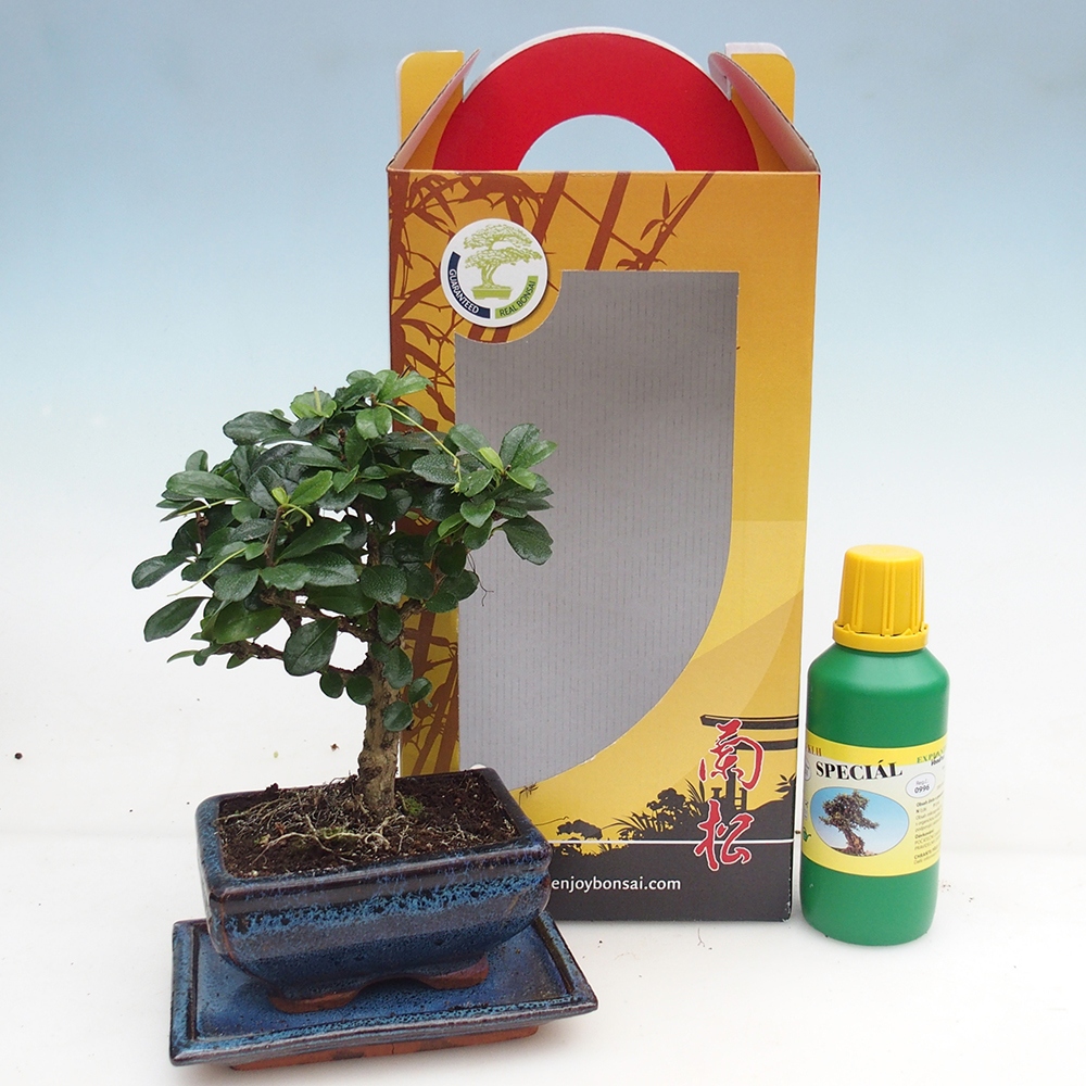 Room bonsai in gift box Carmona microphylla - Tea fuki