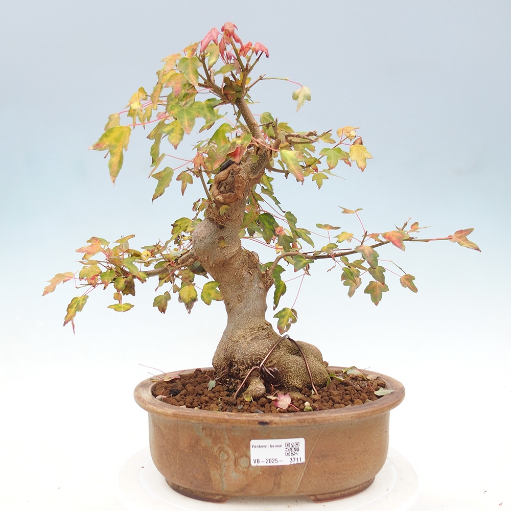 Outdoor bonsai - Maple Buergerianum - Burger Maple