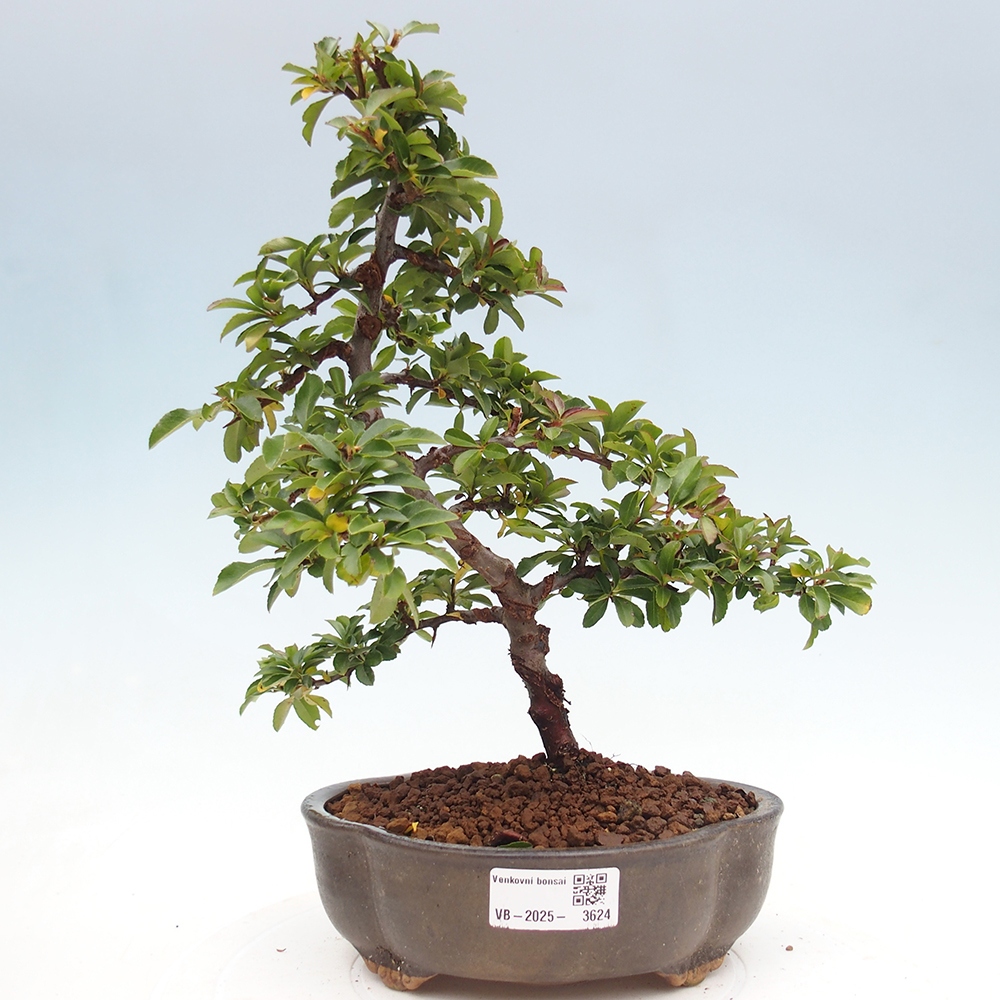 Outdoor bonsai-Pyracantha Teton -Hlox