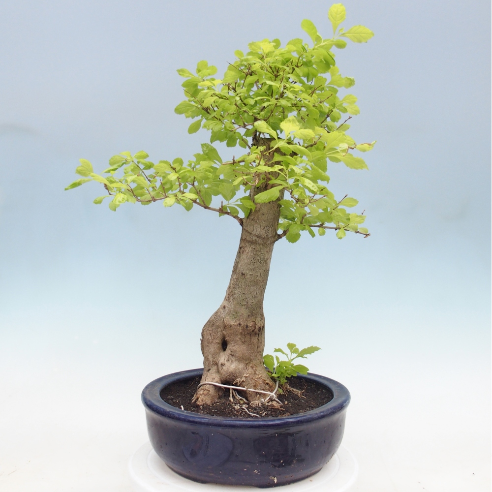 Room bonsai - Duranta erecta Aurea