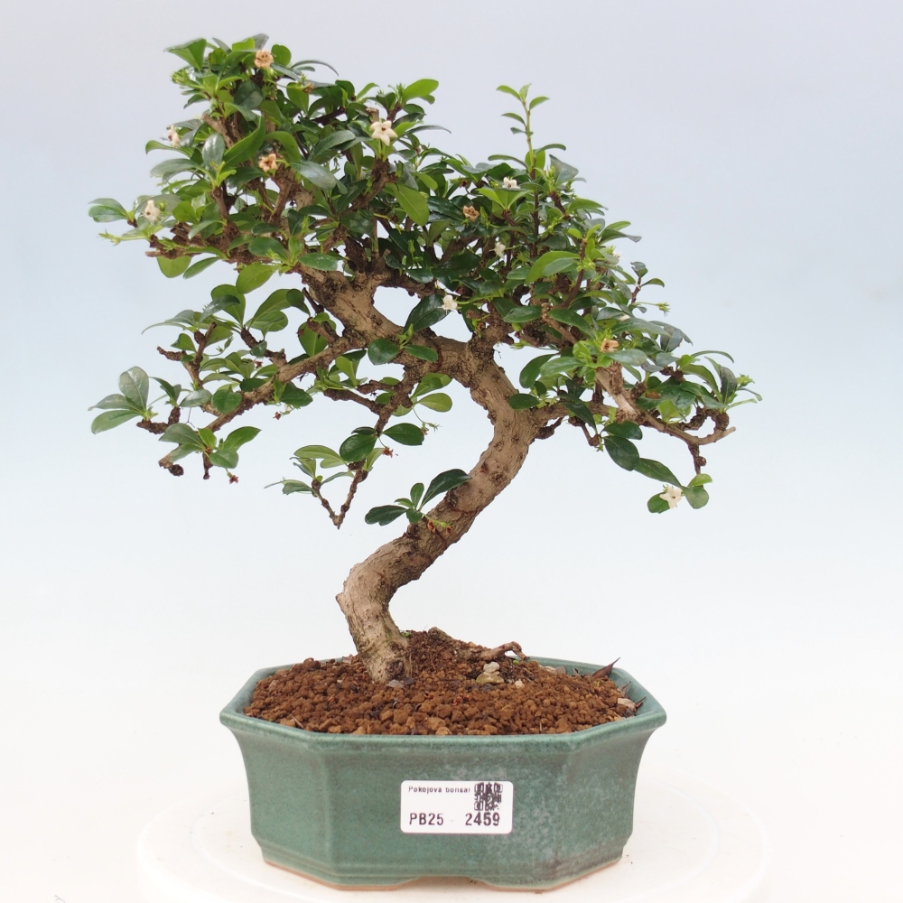 Room bonsai - Carmona macrophylla - Tea fuki
