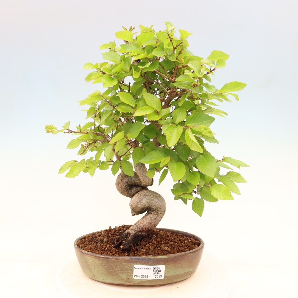 Outdoor bonsai -Carpinus coreana - Korean Hornbeam