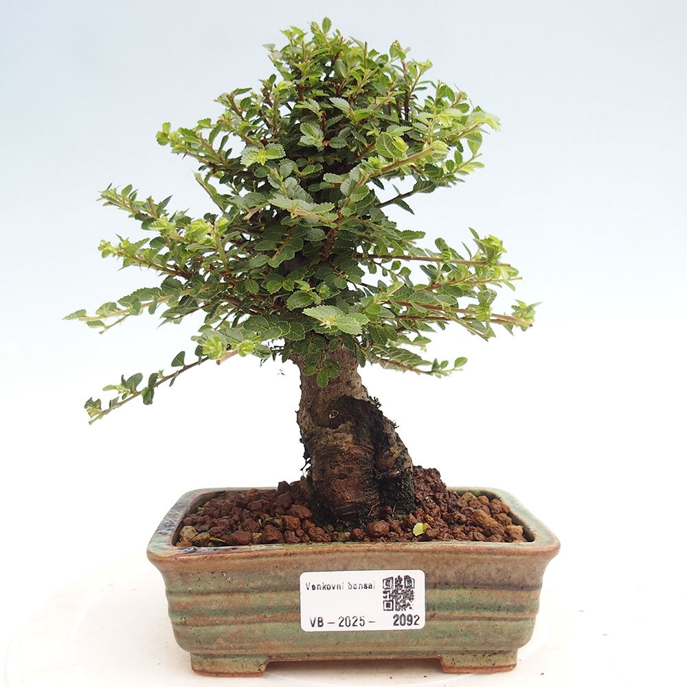 Outdoor bonsai - Ulmus parvifolia Hokkaido - Chinese elm