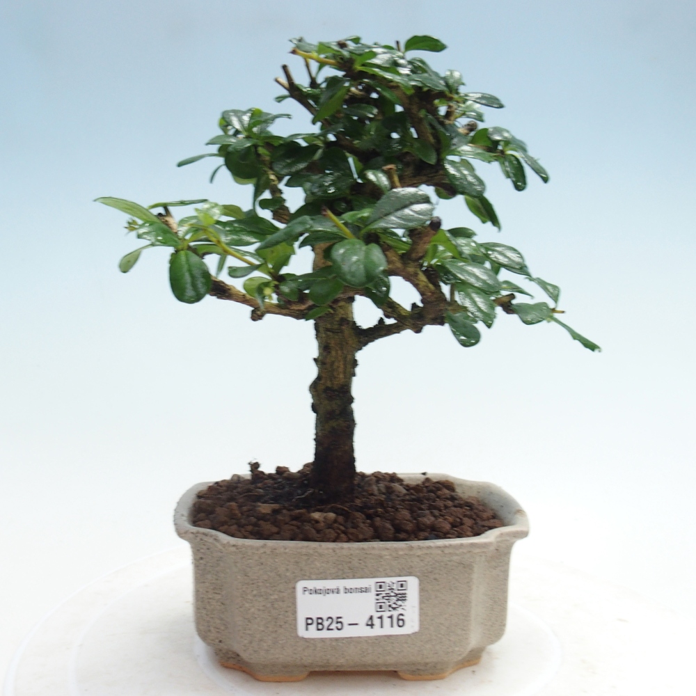 Room bonsai - Carmona macrophylla - Tea fuki