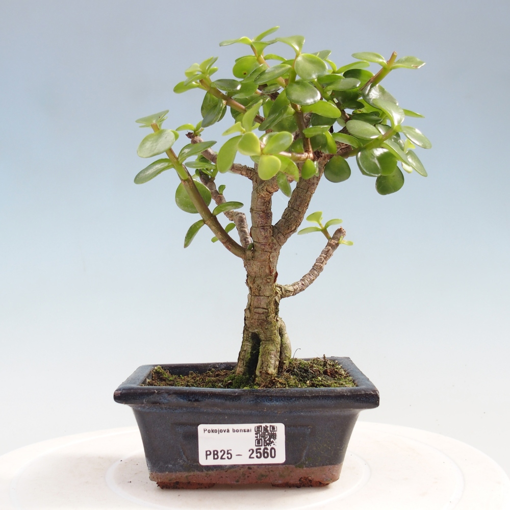 Indoor bonsai - Portulakaria Afra - Tlustice