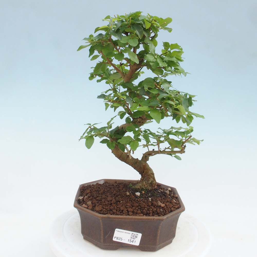 Indoor bonsai -Ligustrum chinensis - Bird's beak