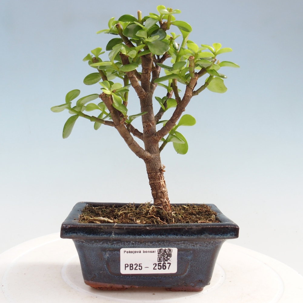 Indoor bonsai - Portulakaria Afra - Tlustice
