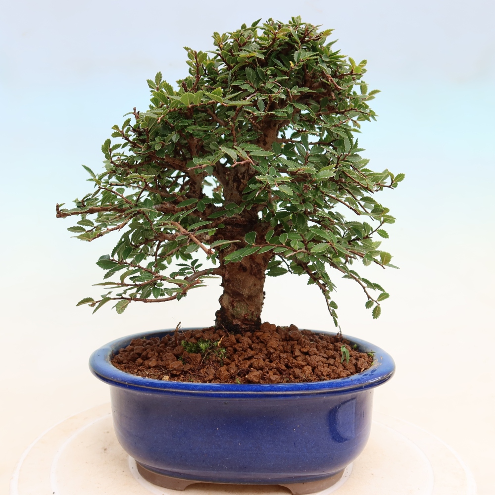 Outdoor bonsai - Zelkova - Zelkova NIRE