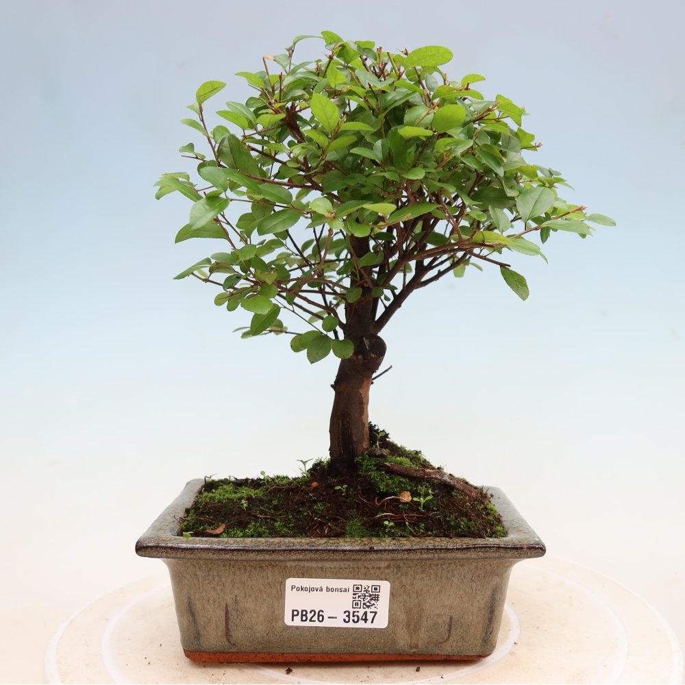 Room bonsai - Sageretia thea - Sageretia thea