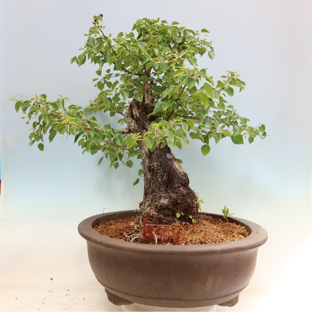 Outdoor Bonsai - Mahaleb - Prunus mahaleb