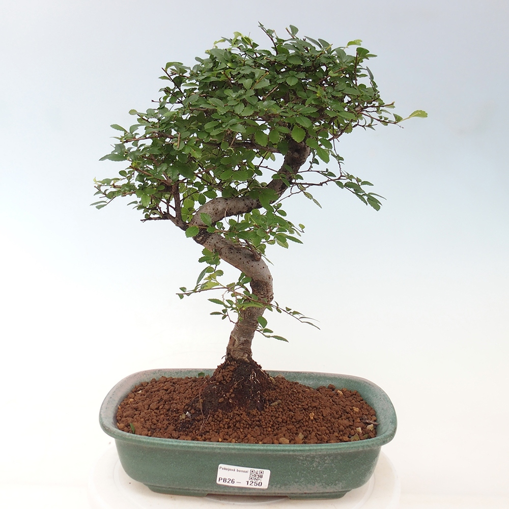 Room bonsai - Ulmus parvifolia - Small-leaved elm