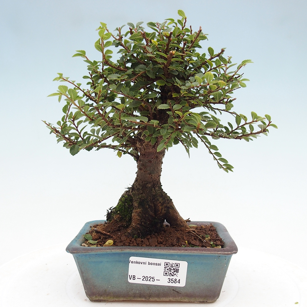 Outdoor bonsai - Ulmus parvifolia Hokkaido - Chinese elm