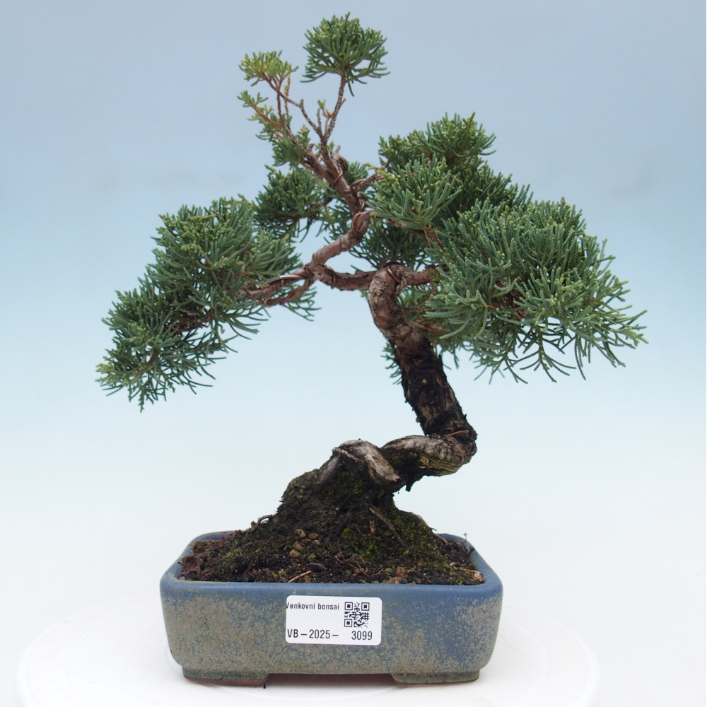 Outdoor bonsai - Juniperus chinensis Kishu - Chinese juniper