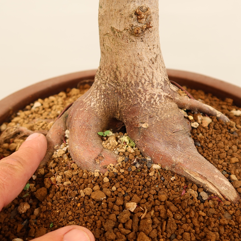 Outdoor bonsai - Maple palmatum - Palms
