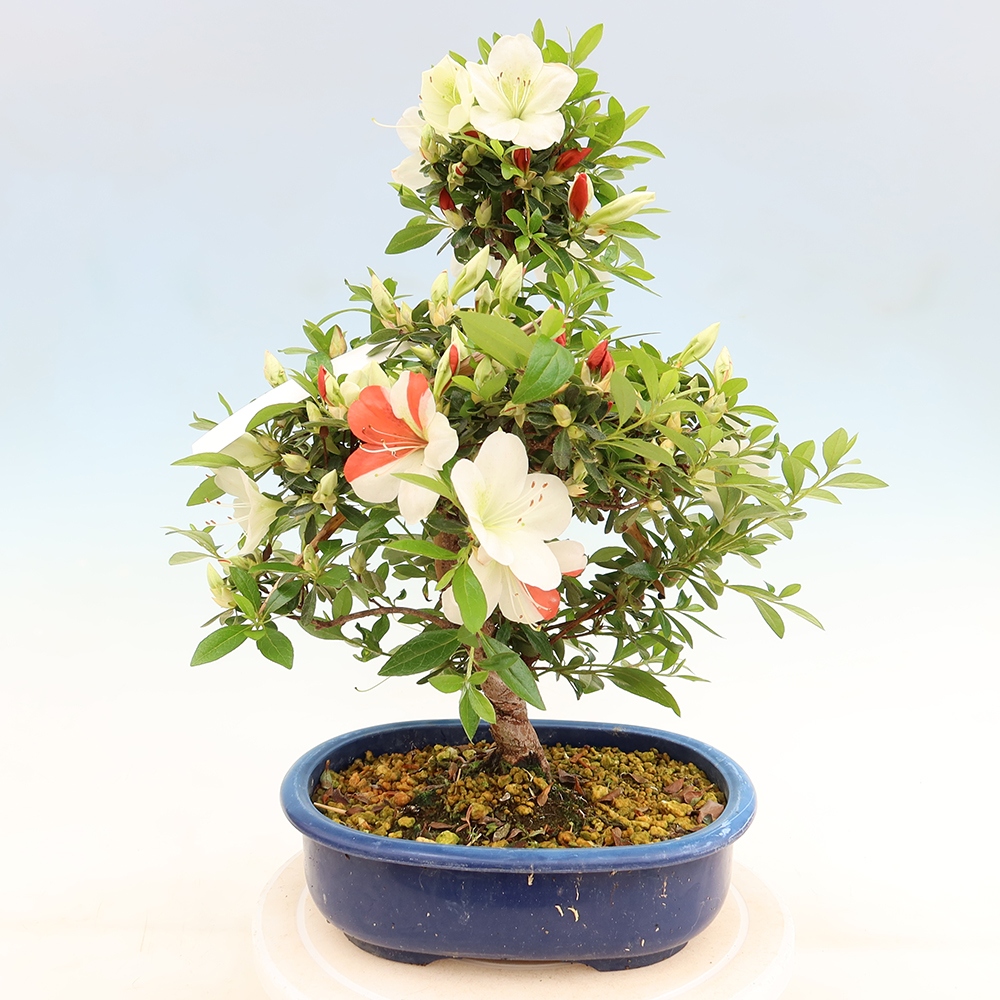 Outdoor bonsai - Japanese azalea - Azalea Asahi-no-izumi
