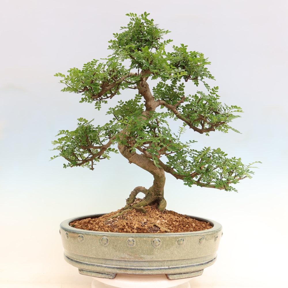 Room bonsai - Zantoxylum piperitum - pepper tree