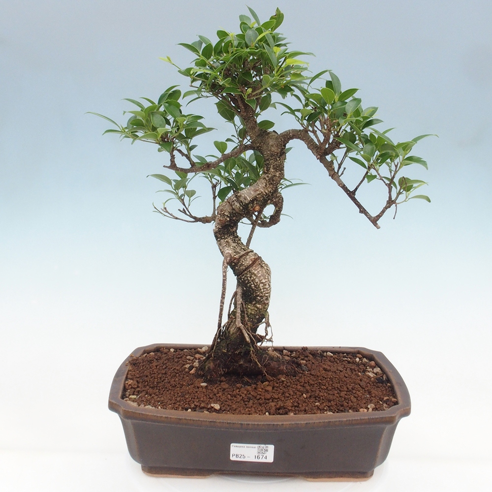 Indoor bonsai - Ficus kimmen - small-leaved ficus