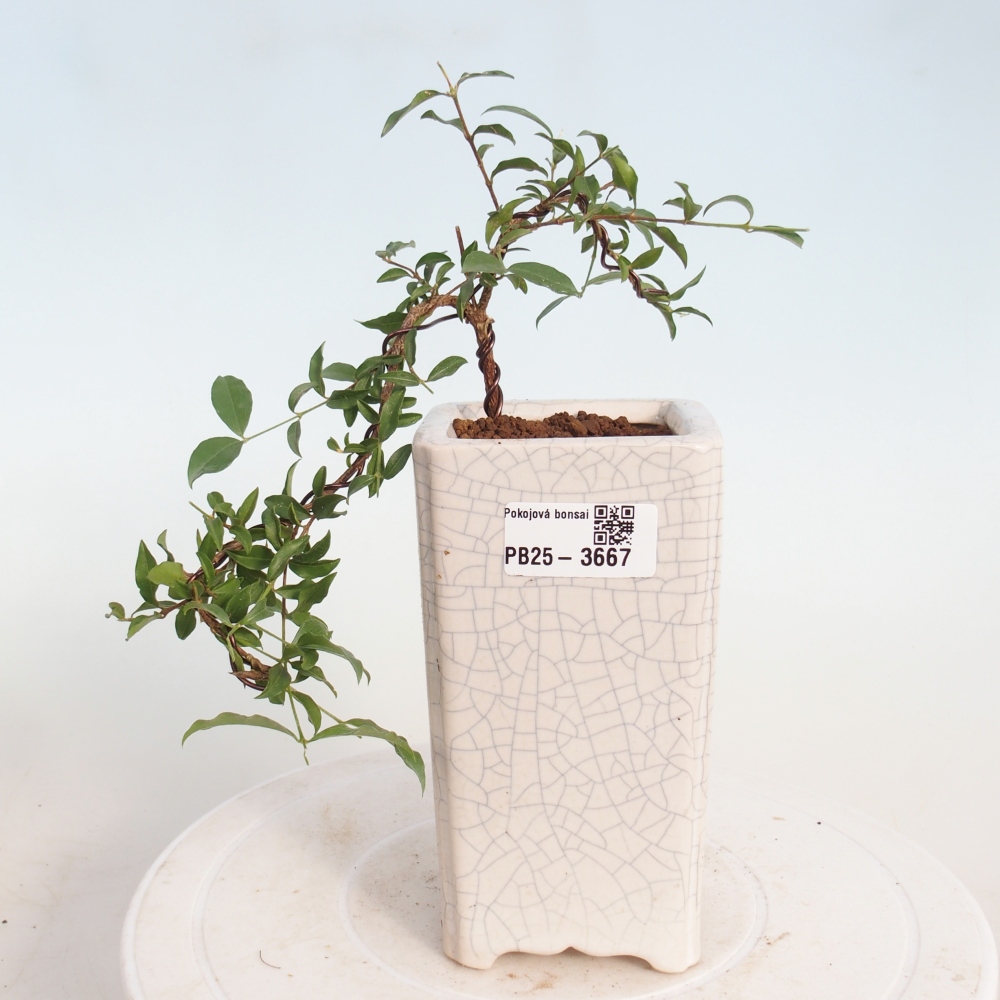 Room bonsai - Malpighia coccigera- Barbdor Cherry