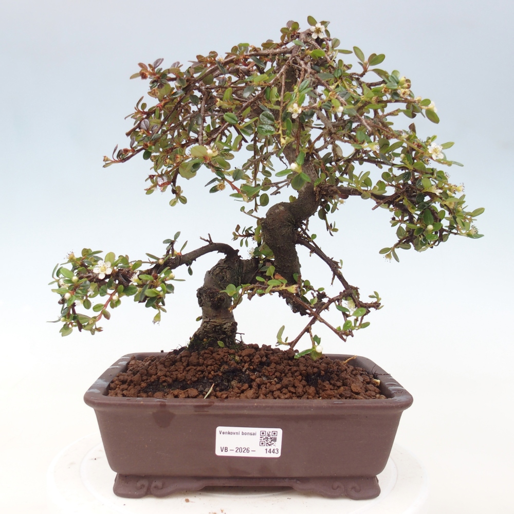 Outdoor bonsai-Cotoneaster dammeri - Damer's Rock