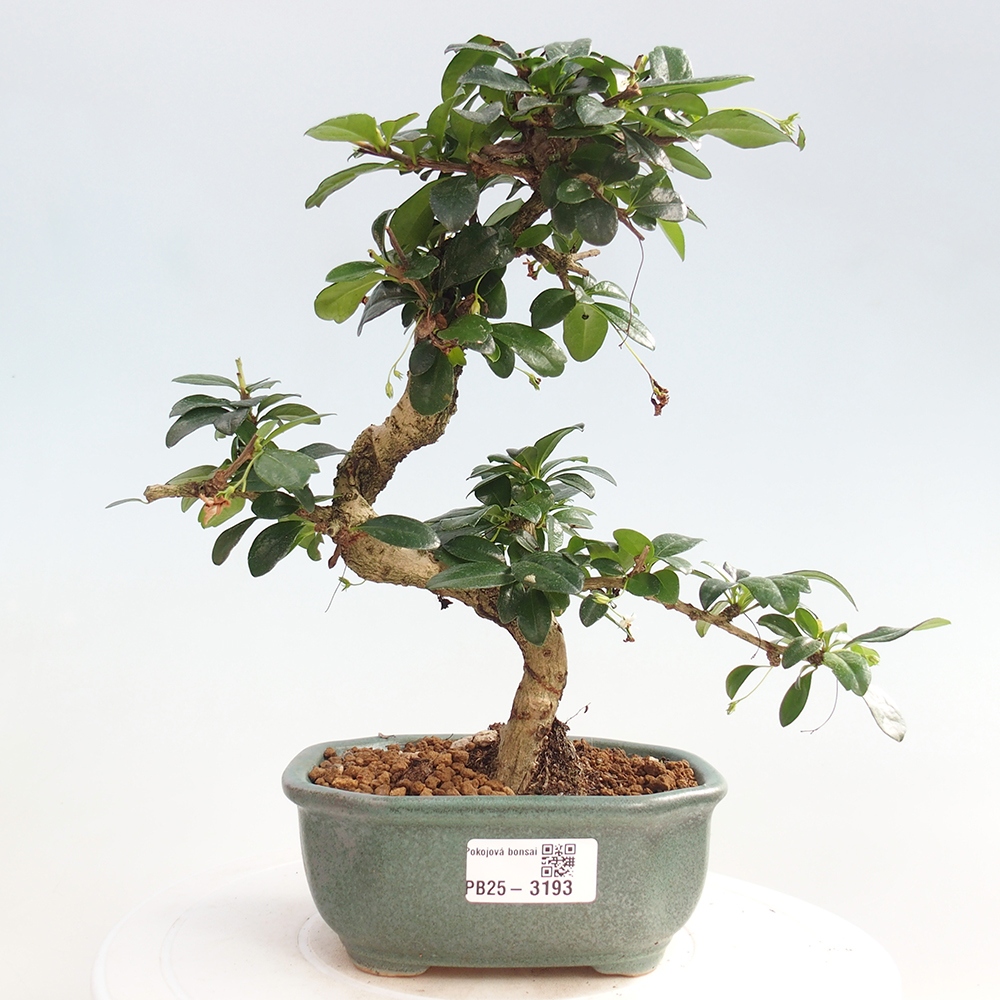 Indoor bonsai - Carmona macrophylla - Fuki tea