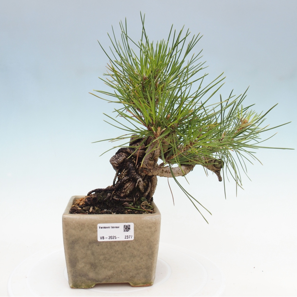 Outdoor bonsai - Pinus thunbergii - Thunbergia pine