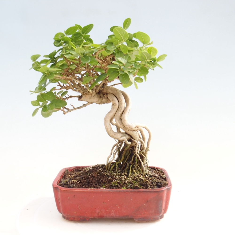 Indoor bonsai - Premna serratifolia - Kozlovon small-leaved
